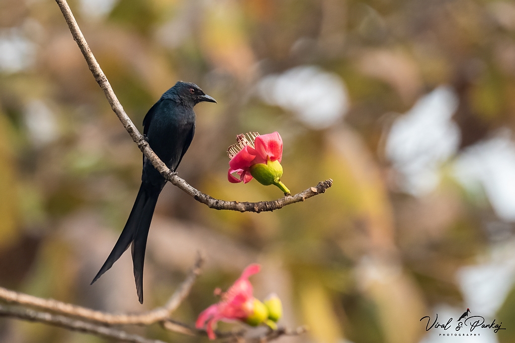 Ashy Drongo